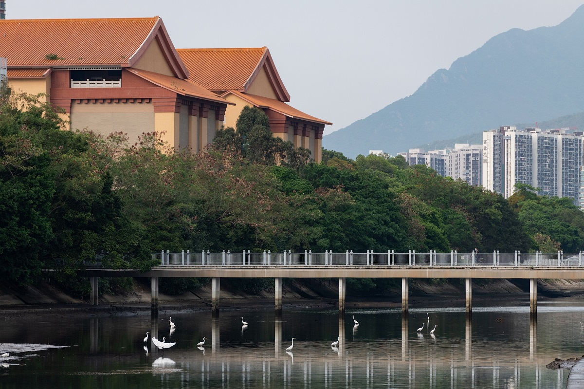 亲子观鸟大步走