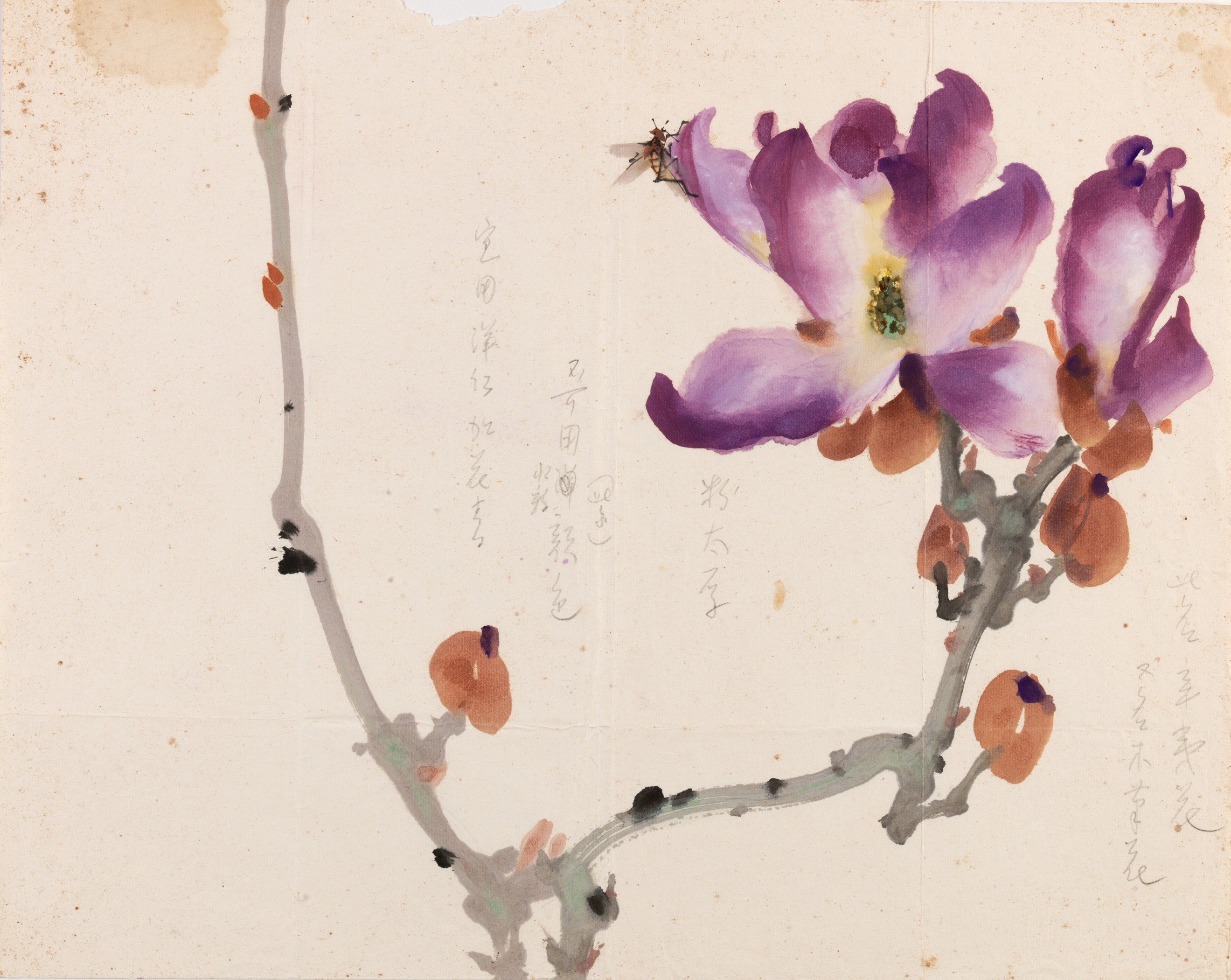 辛夷花（木兰）